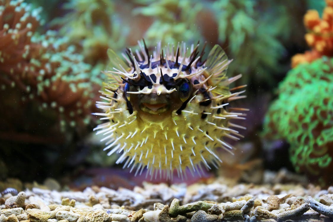 Kugelfisch